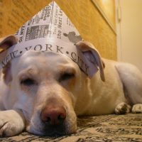 Roscoe photo 2