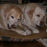 Roscoe photo 4