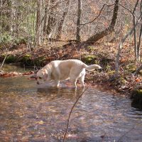 Roscoe photo 5
